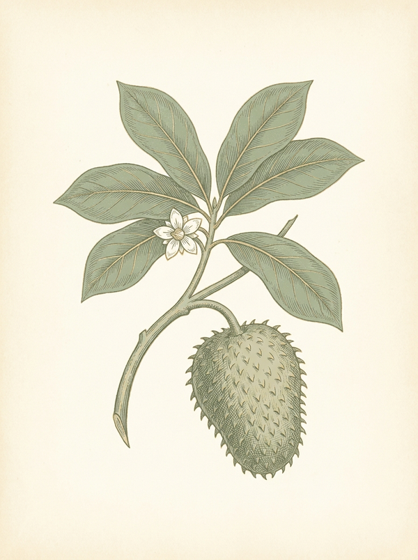Soursop Leaf
